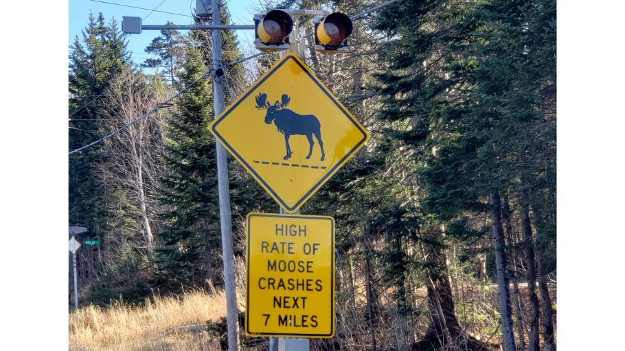 moose warning signs