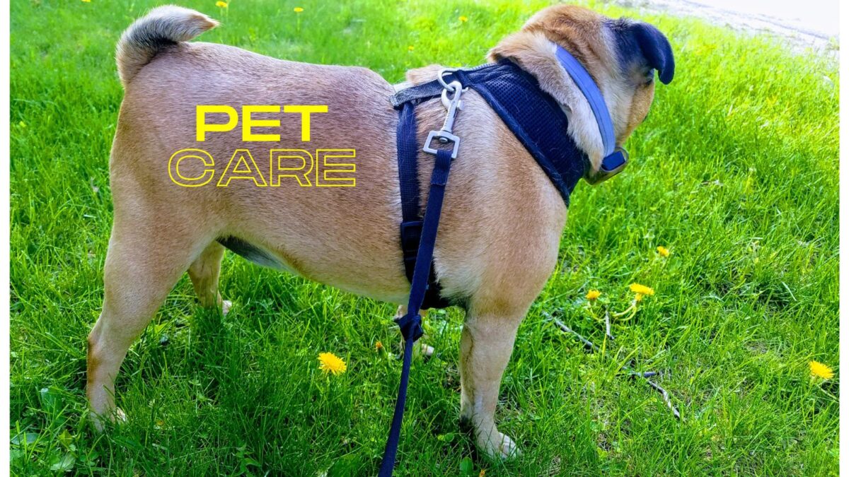 pet care in rural areas