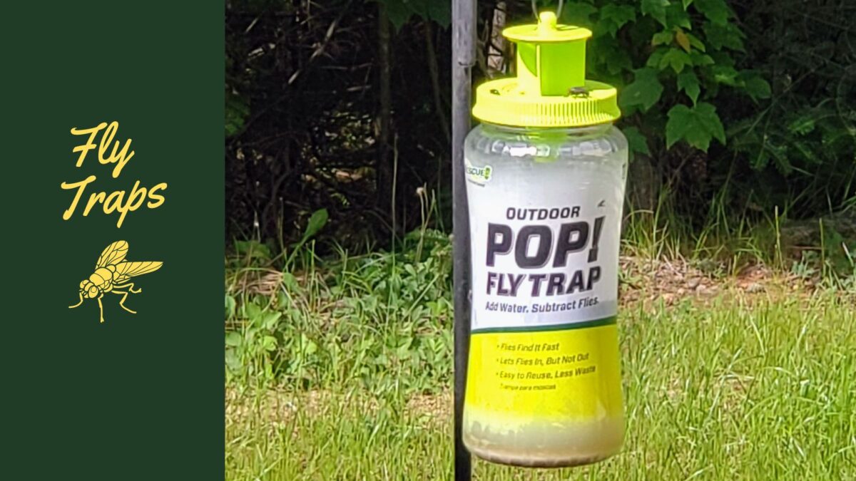 how to get rid of deer flies in Maine with deer traps in the yard or garden.