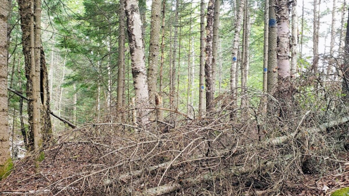 forest management