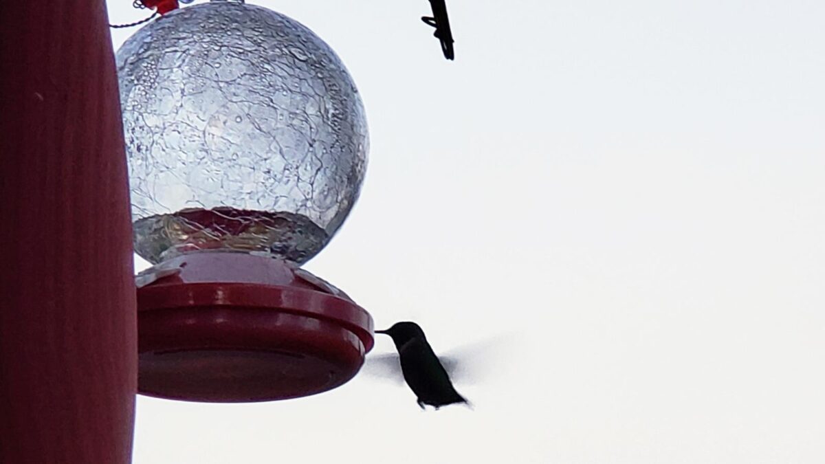 how do hummingbirds find feeders