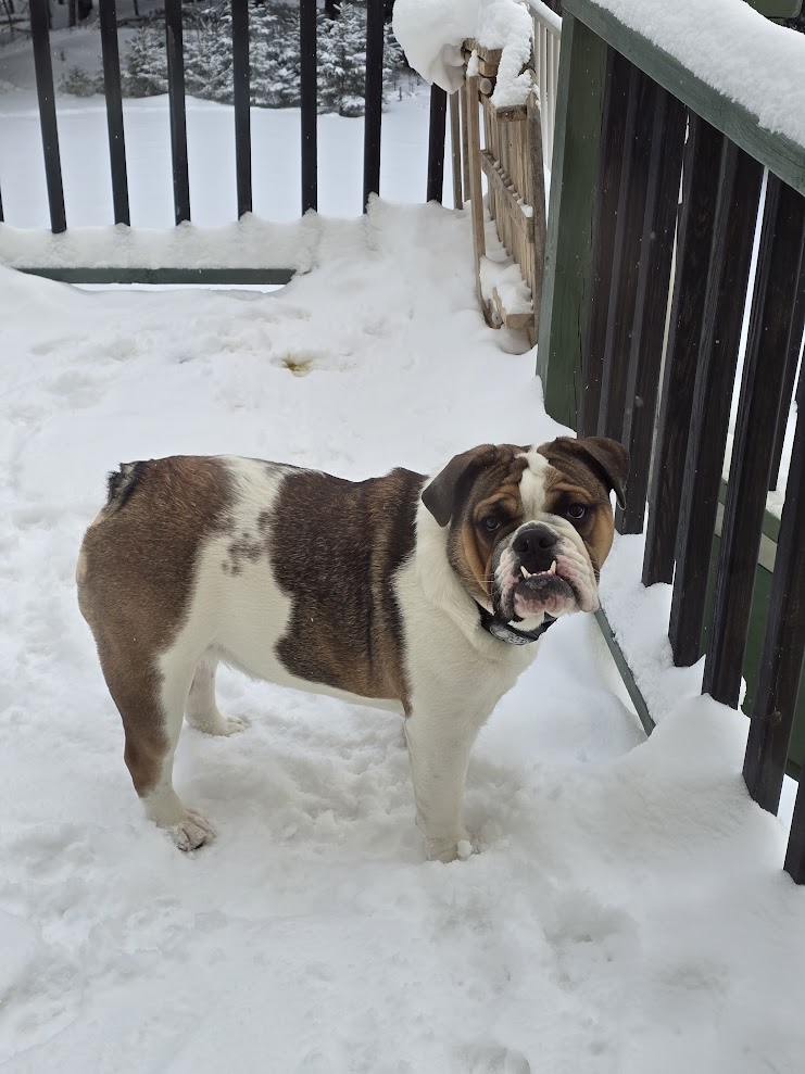 dog in winter