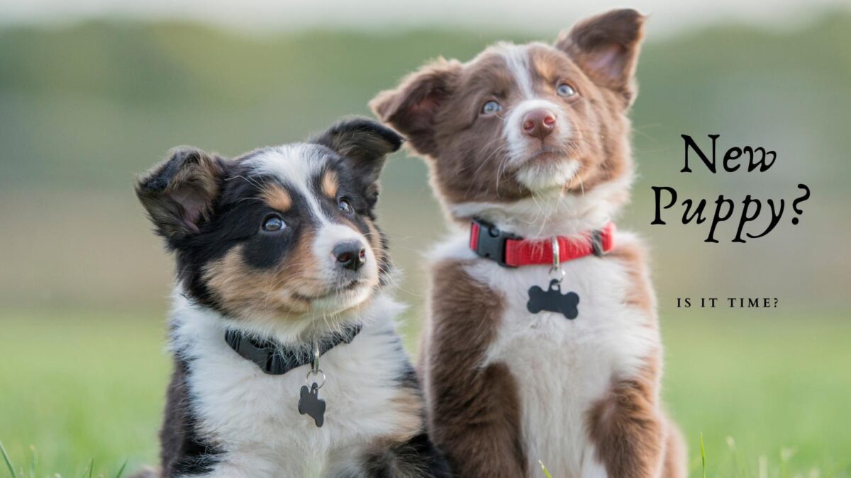Best Time to Bring Home A New Puppy