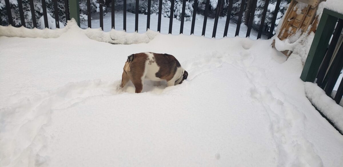 pet finder in the snow