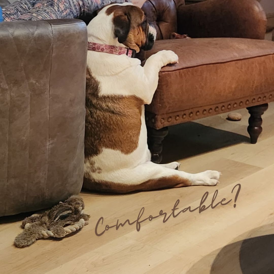 comfortable a dog in our rural home