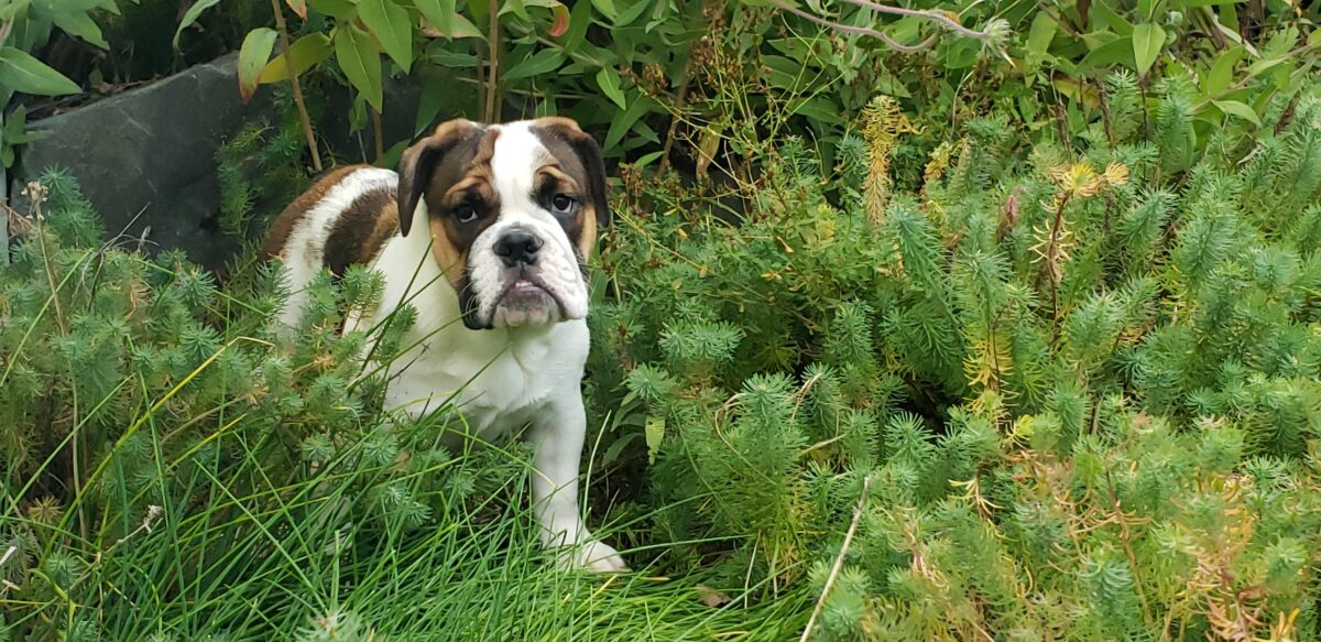 our new Victorian Bulldog