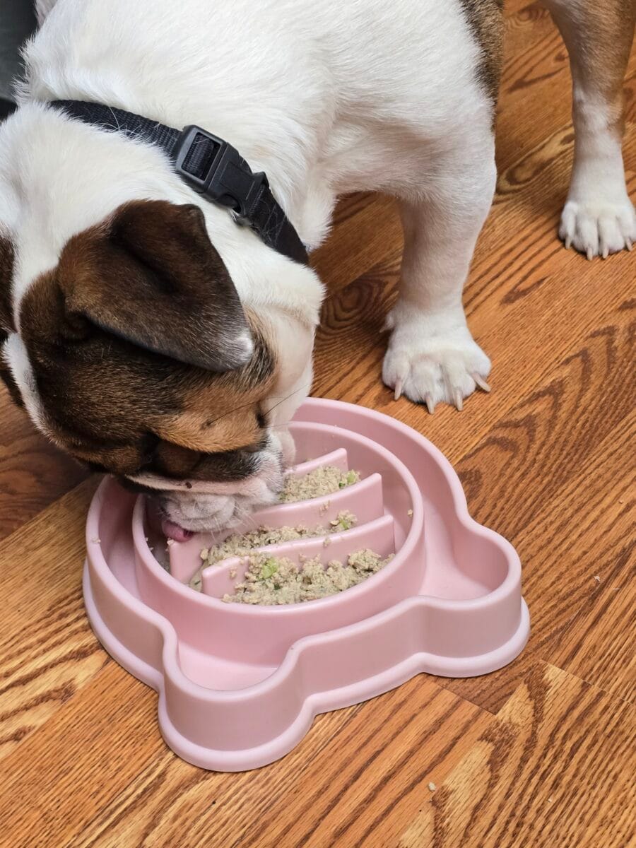 Our puppy Stella eating her food in a special plate because she was eating too fast.