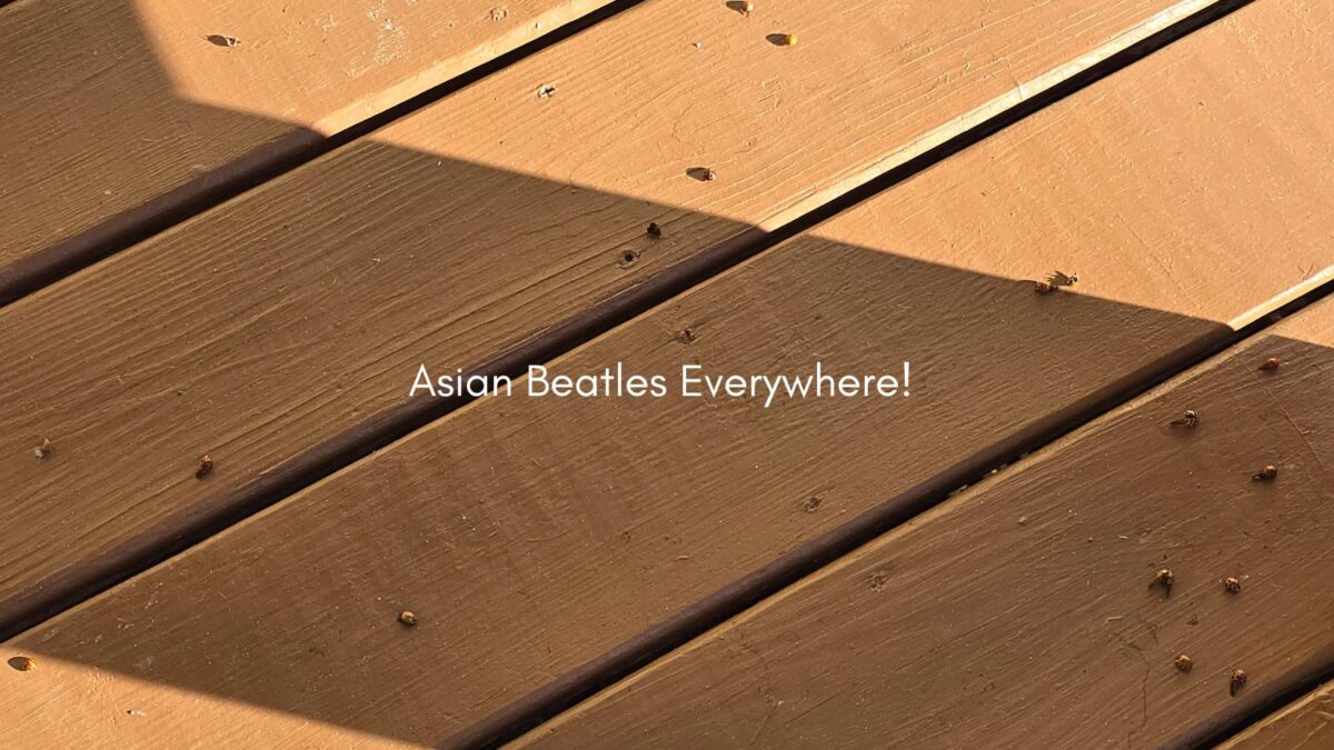 asian beetles everywhere Asian beatless in Maine are everywhere