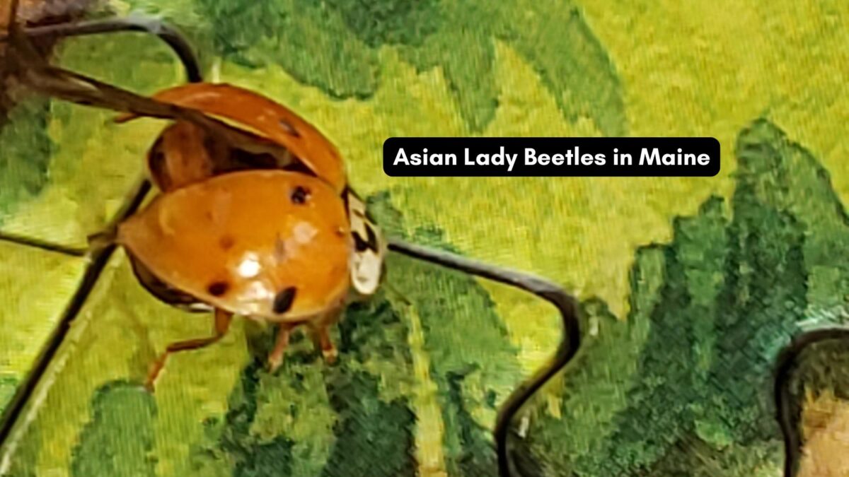 Asian lady beetles in Maine - how to deal with them