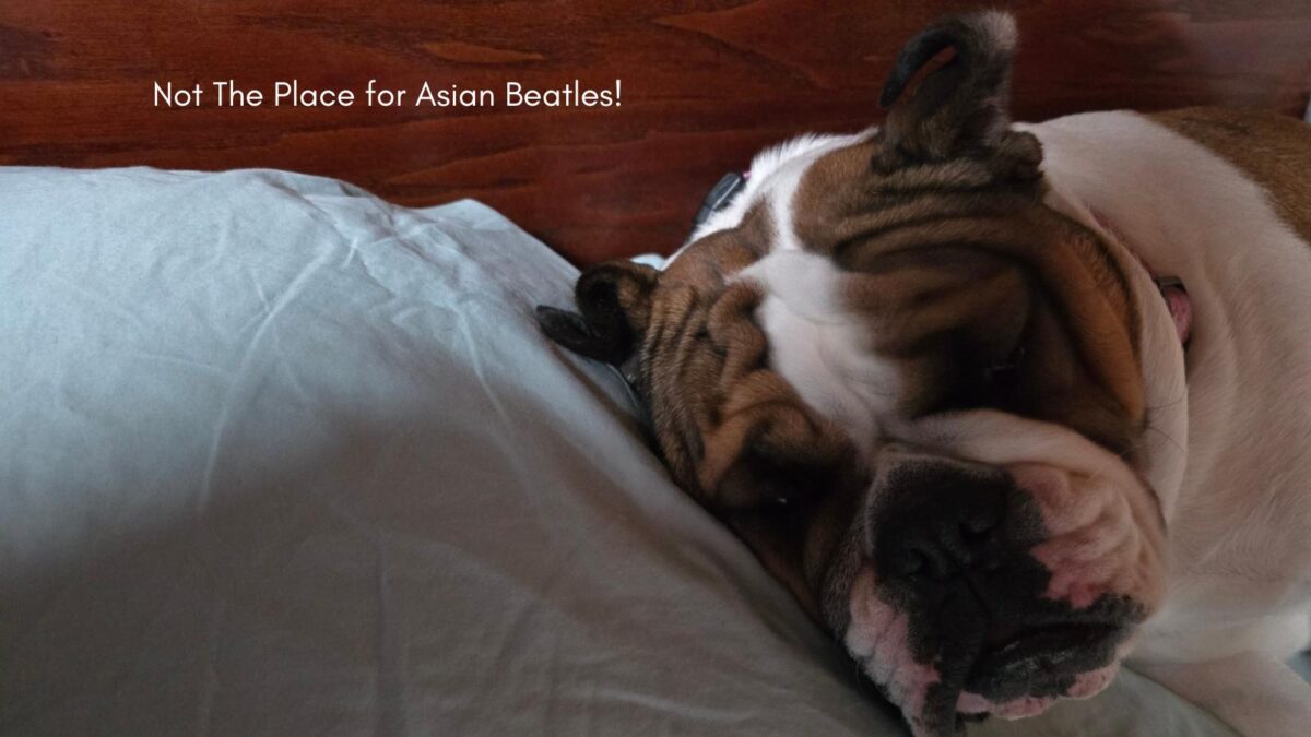 dog in bed