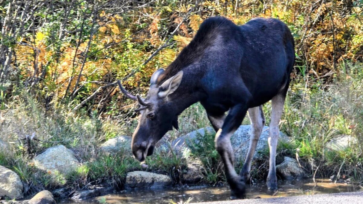 moose during hunting season Maine moose are hunted in hunting season