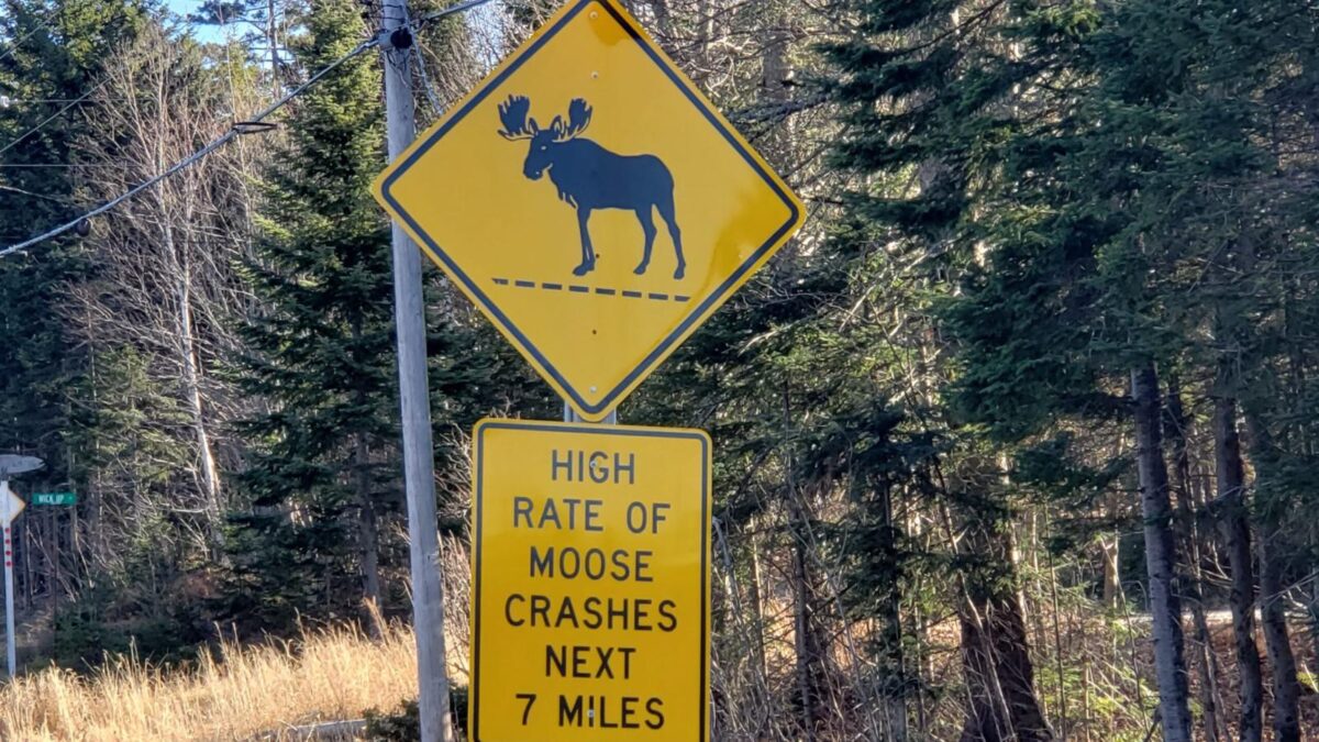 wildlife nuisance prevention