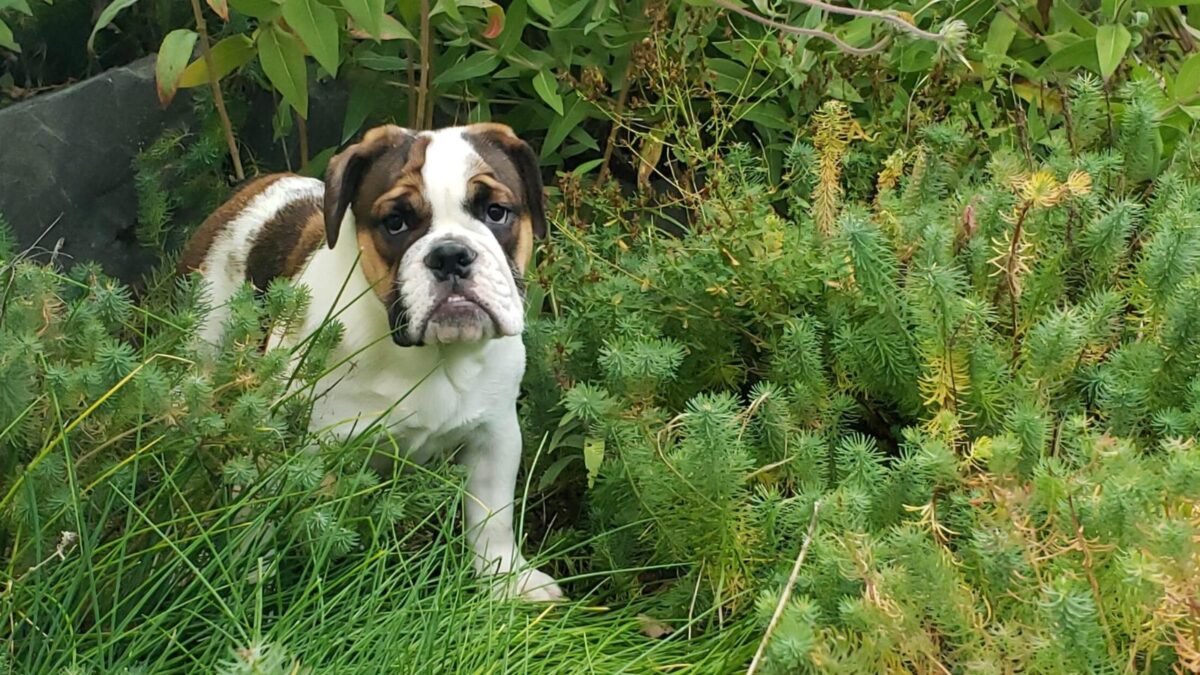 our Victoria Bulldog Puppy
