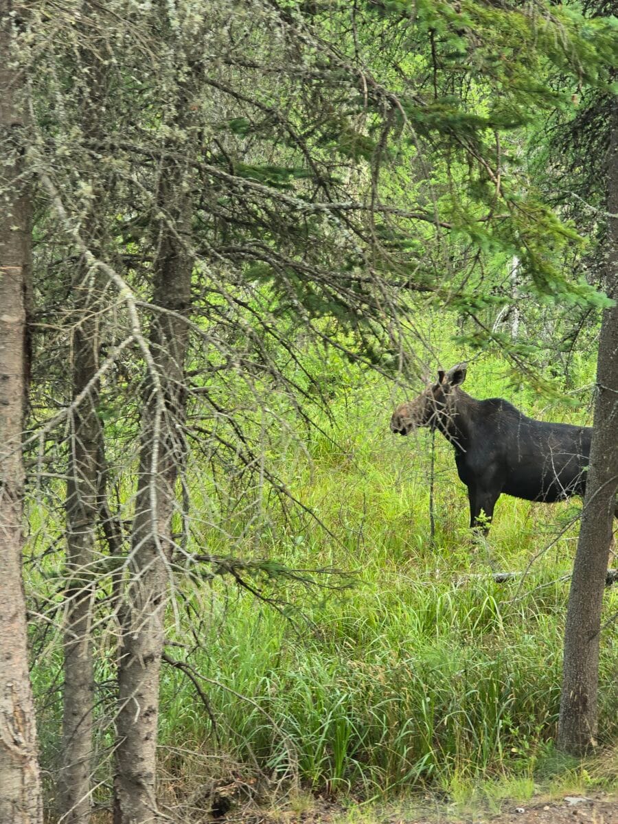 The moose my aunt finally saw in the summer of 2025 in Rangeley Maine
