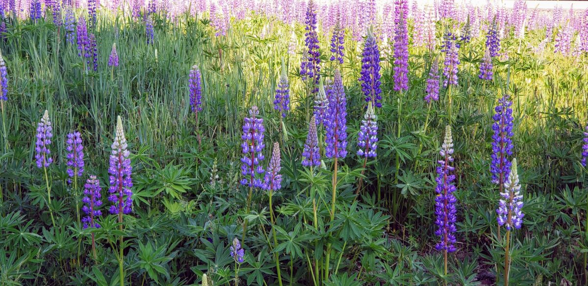 Lupines alongside the road not fully bloomed in purple ,pink and white blooms in Maine.