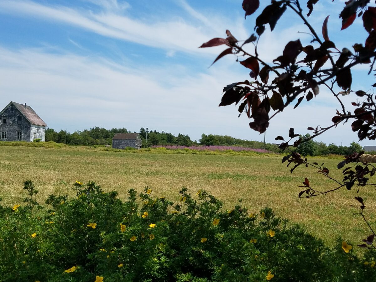 The Prince Edward Island lupines I saw years ago that inspired my love for lupines.