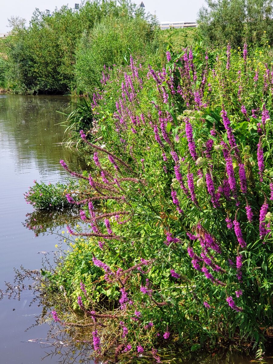 The Netherlands flowers