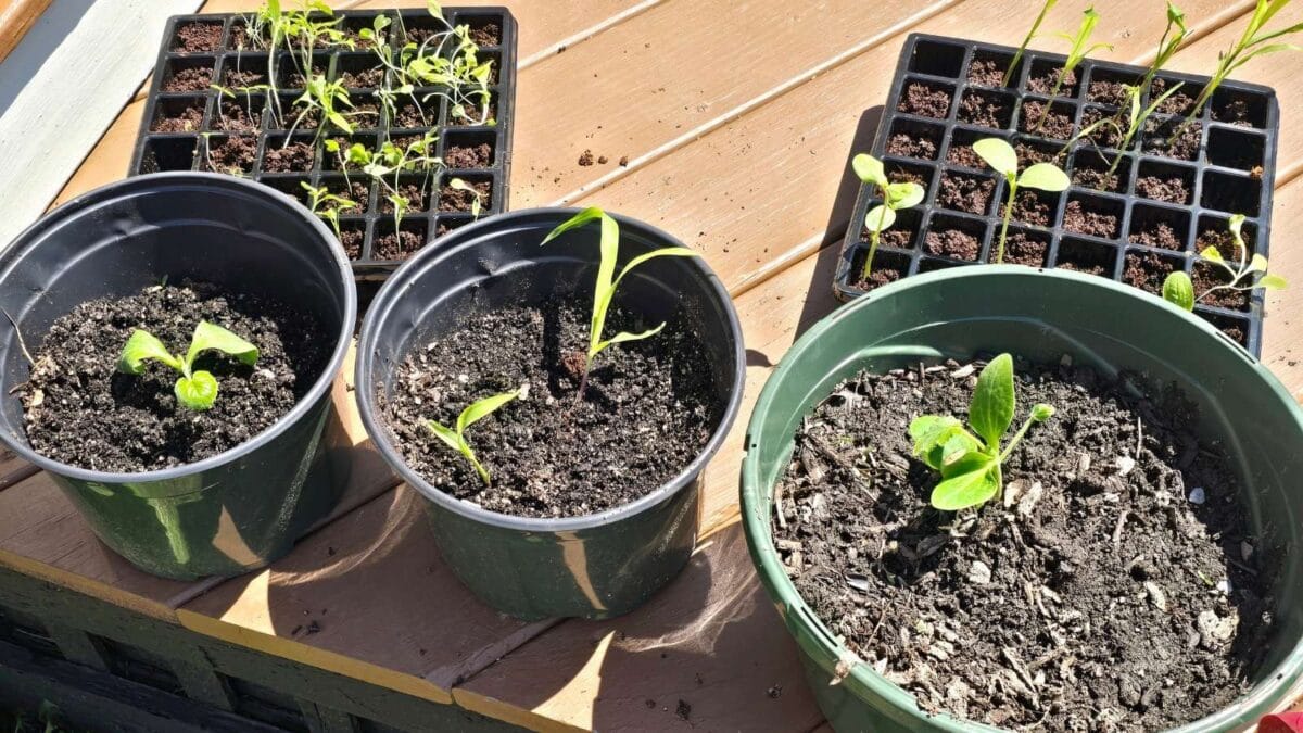 Transplanting Seedlings Outdoors in Pots First as show in this photo 