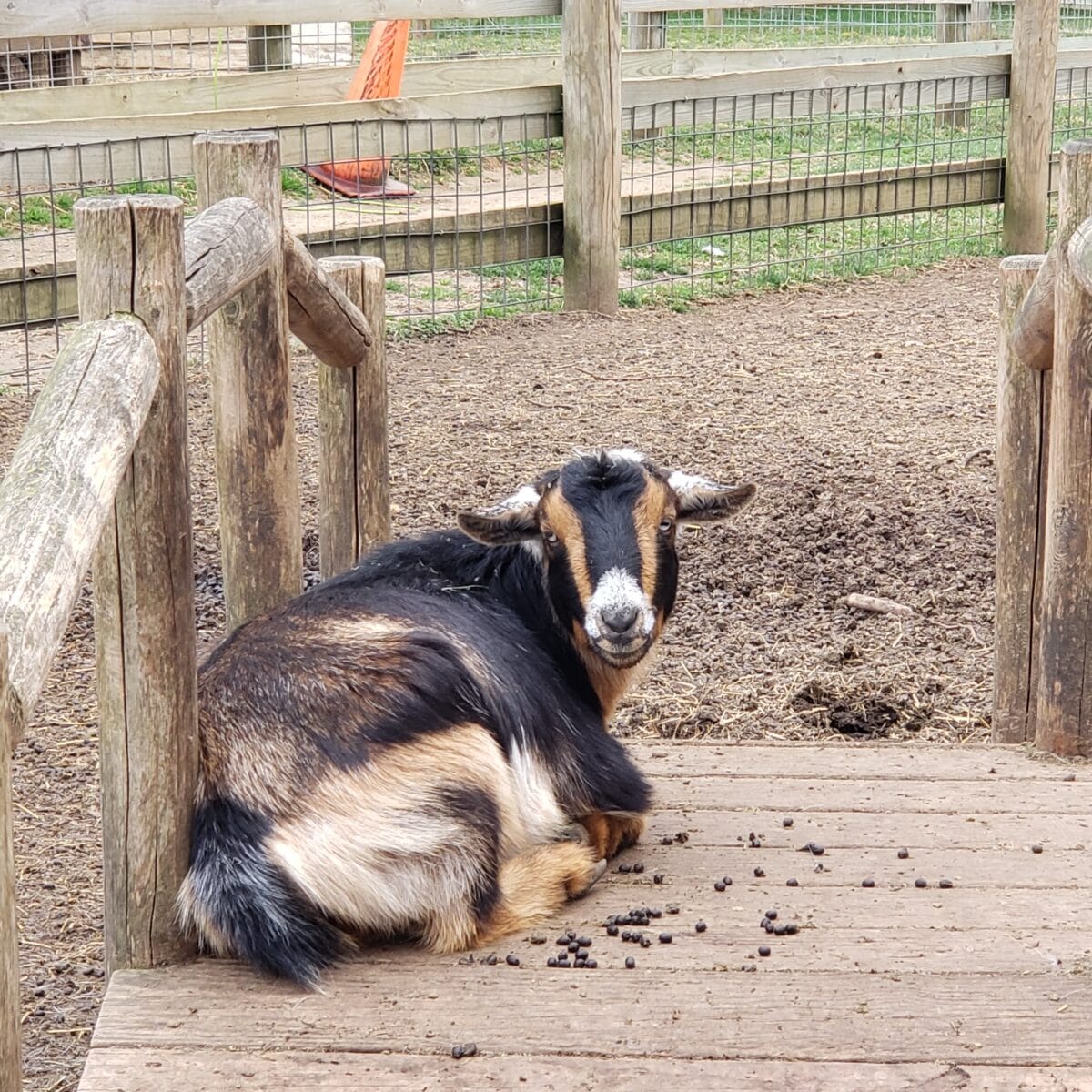 A pretty cow is sitting for a pose. 