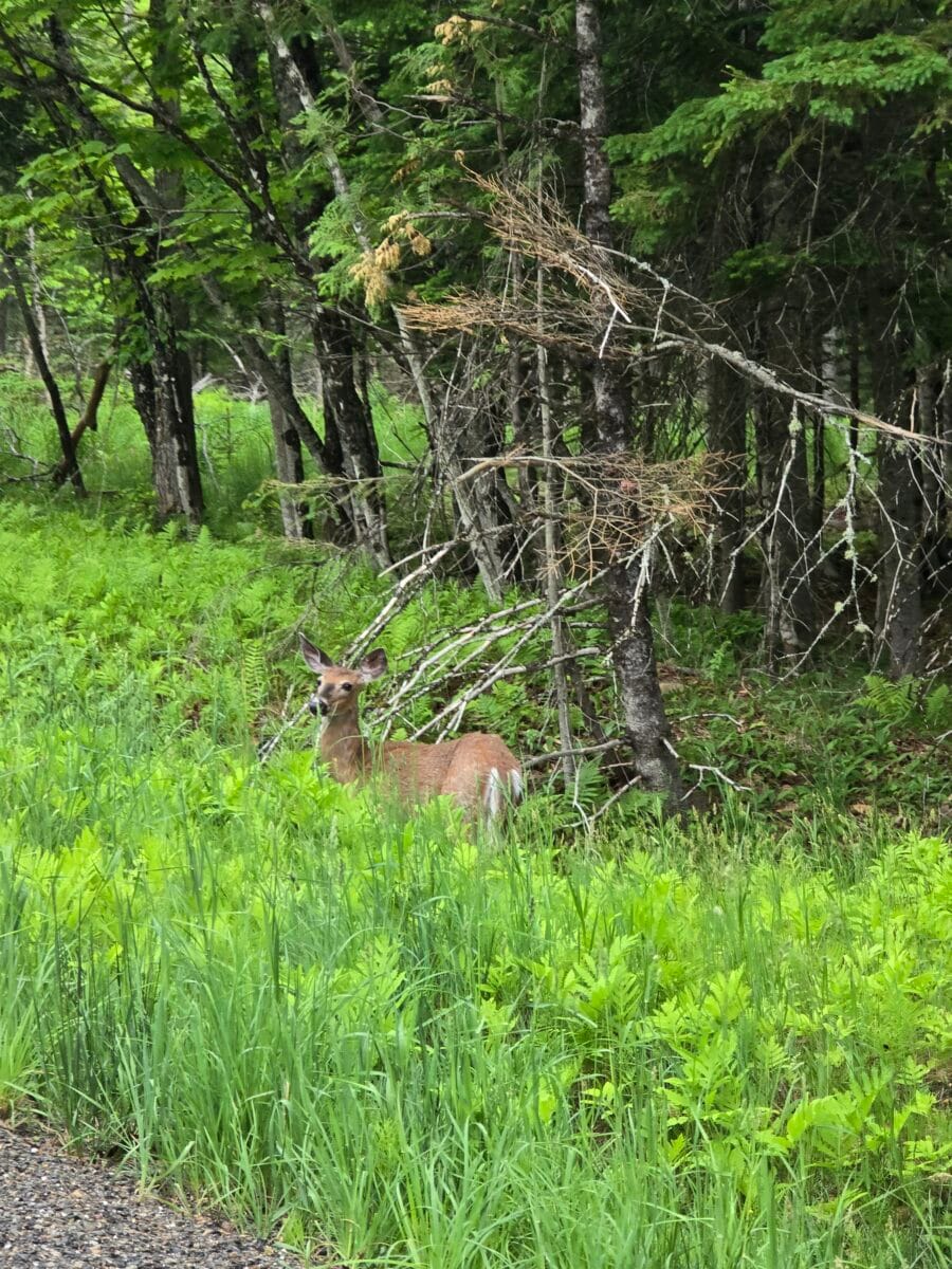 deer resistant deer resistant plants are a must in western Maine