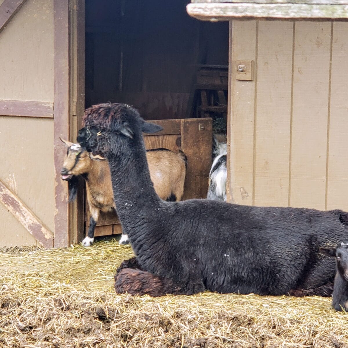 Friendly goats and fluffy alpacas graze peacefully on a vibrant green lawn within a rustic fenced enclosure. The rural scene is bathed in bright afternoon sunlight, highlighting the natural Pennsylvania landscape.