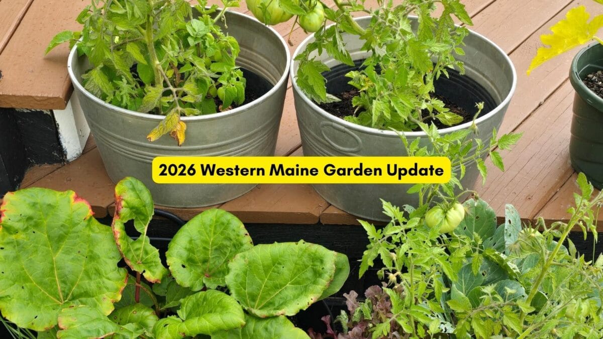 2026 Western Maine garden update