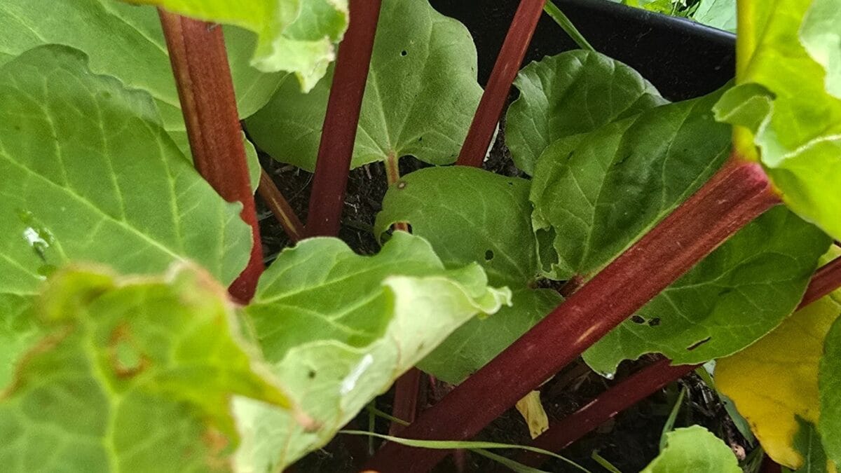 the rhubard is looking very healthy in our 2026 Western Maine garden update from our old bed.