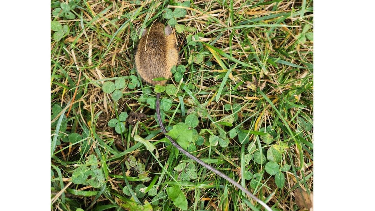 a mice we found in the house through the basement and let it back out.  