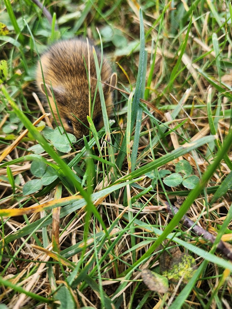 another mouse running around